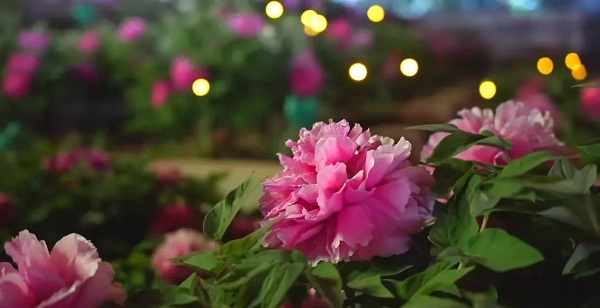 【寵粉互動(dòng)】結(jié)果揭曉！快來(lái)欣賞粉絲們的“大作”！