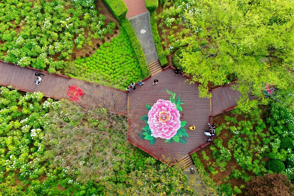 豫見高端，洛賞牡丹，錯過等一年